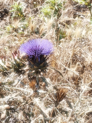 Cynara cardunculus cardunculus