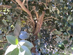 Metrosideros excelsa