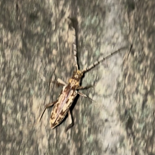 Pseudaeolesthes chrysothrix chrysothrix
