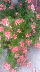 Catharanthus roseus