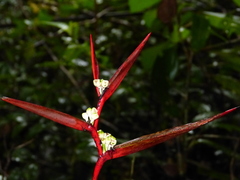 Heliconia acuminata