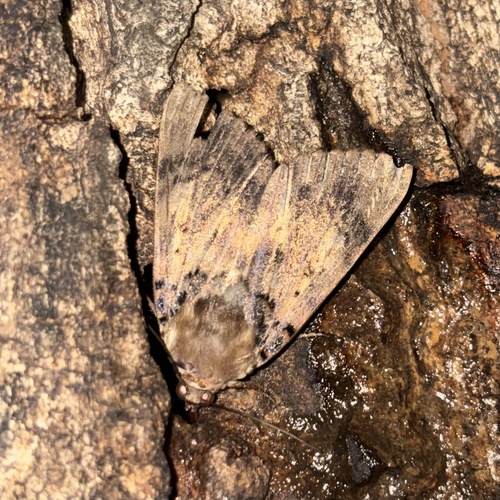 Ramie Moth