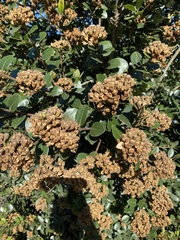 Metrosideros excelsa