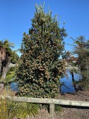 Metrosideros excelsa