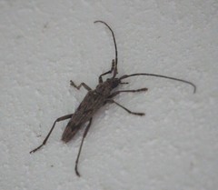 Elytrimitatrix undata