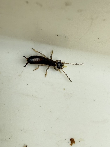 Hop-garden Earwig