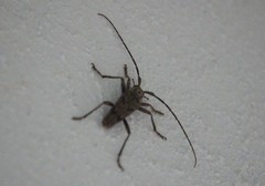 Elytrimitatrix undata
