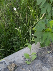 (c) portioid, some rights reserved (CC BY) Nicotiana plumbaginifolia, photograph (c) portioid, some rights reserved (CC BY)