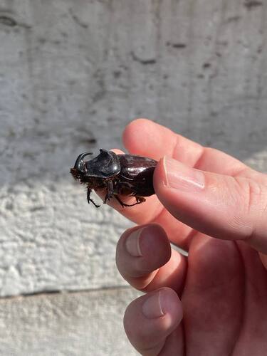 European Rhinoceros Beetle