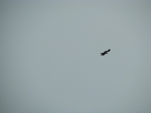 Common Raven