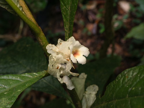 Cyrtandra cupulata observed 2026-06-27