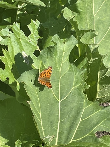 European Comma