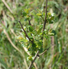 Salix