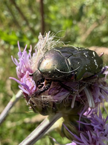 Copper Chafer