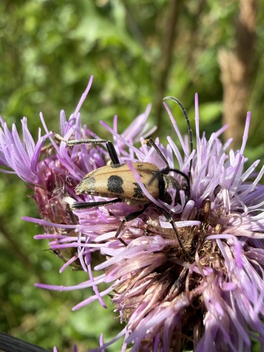 speckled longhorn beetle