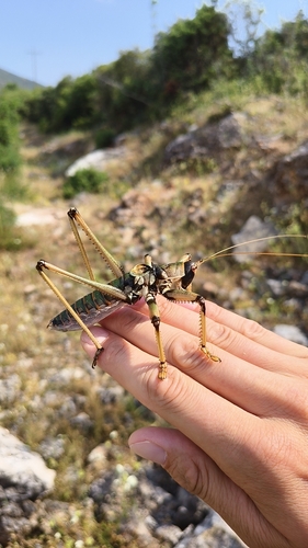 Anatolian Predatory Bush-cricket