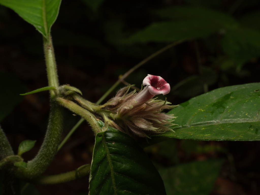 Staurogyne comosa
