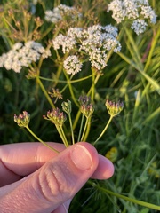 Conopodium majus, photograph (c) Beatrice McWilliams, some rights reserved (CC BY)
