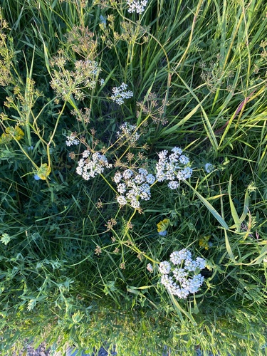 Conopodium majus, photograph 4