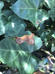 Colletotrichum trichellum