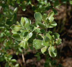 Salix