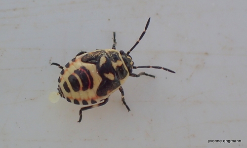 Cabbage Bug
