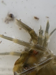 Gammarus fasciatus