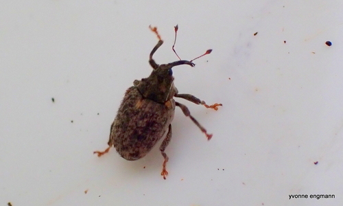 Cabbage Stem Weevil