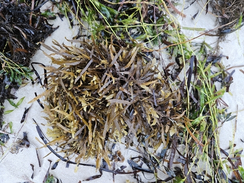 Sargassum linearifolium observed 2026-06-30