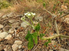 Cnidoscolus multilobus