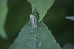 Calycomyza platyptera