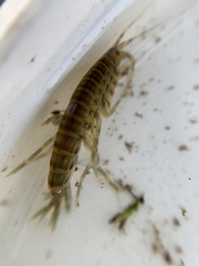 Gammarus fasciatus