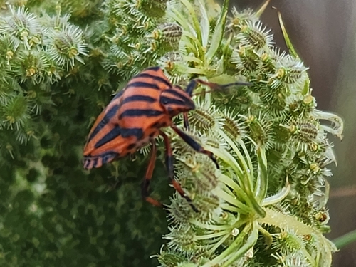 Continental Striped Shield Bug