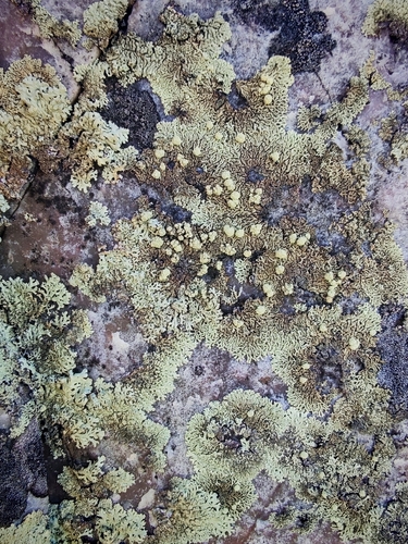 Finger Ring Lichen