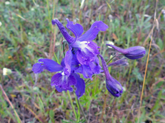 Delphinium variegatum