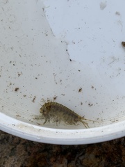 Gammarus fasciatus