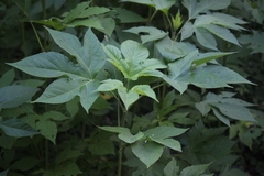 Calycomyza platyptera