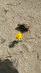 Eriophyllum wallacei