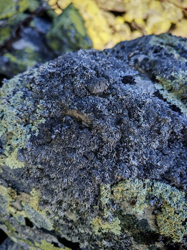 Brodoa intestiniformis