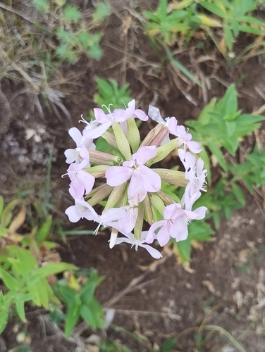 common soapwort