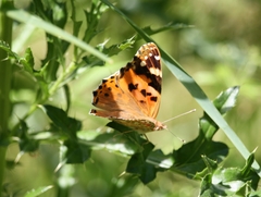 Painted Lady