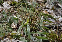 Careyanae