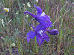 Delphinium variegatum