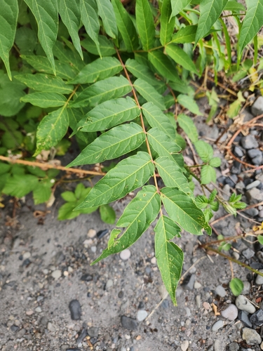 tree-of-heaven