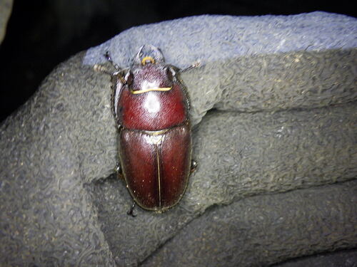 Prosopocoilus inclinatus inclinatus