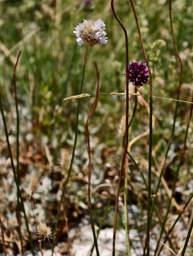 Armeria nebrodensis, photograph 4
