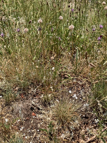 Armeria nebrodensis, photograph 5