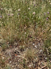 Armeria nebrodensis, photograph fmunoz, CC BY, iNaturalist via GBIF