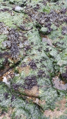Ulvophyceae