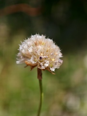 Armeria nebrodensis, photograph fmunoz, CC BY, iNaturalist via GBIF